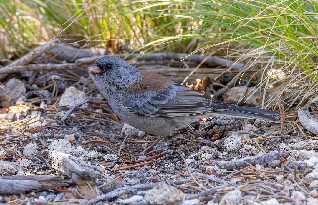 Dark-eyed Junco - Eric Dyck