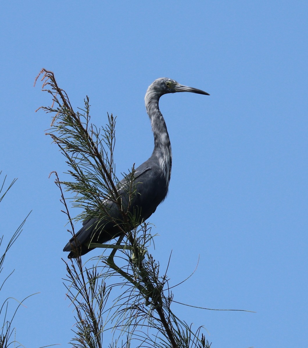 Little Blue Heron - ML608481752