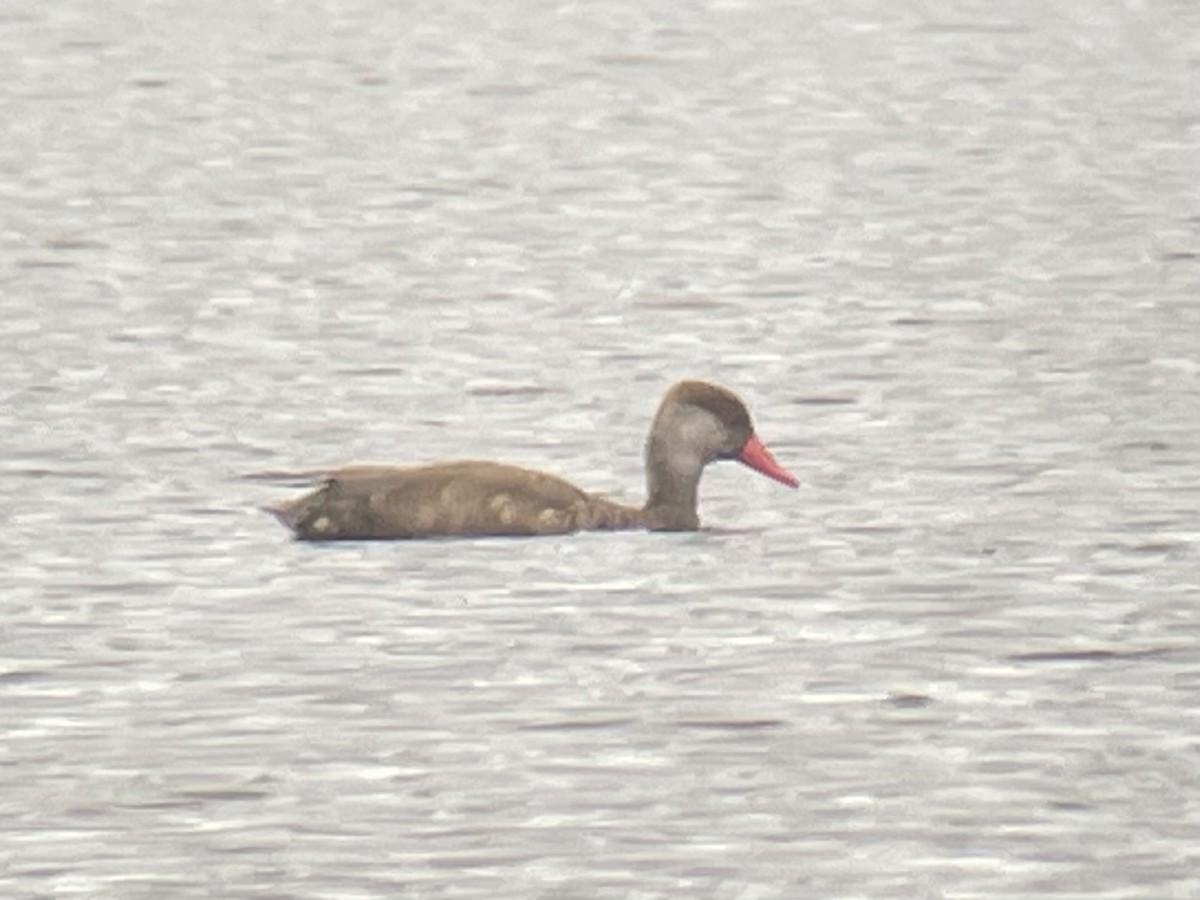 Red-crested Pochard - ML608481753