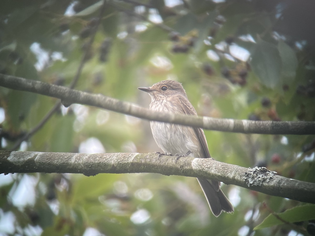 Spotted Flycatcher - ML608481758