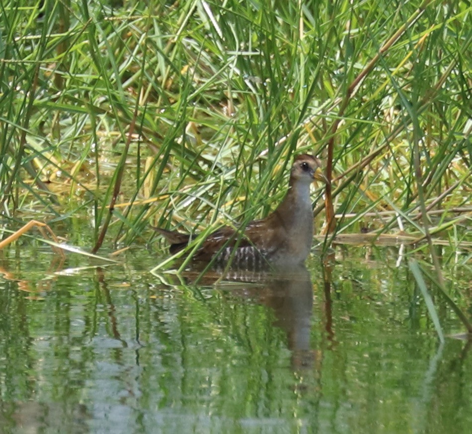 Polluela Sora - ML608481761