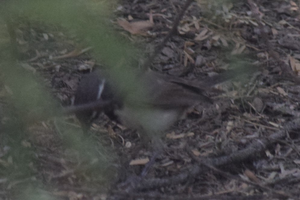 Black-throated Sparrow - William Harmon