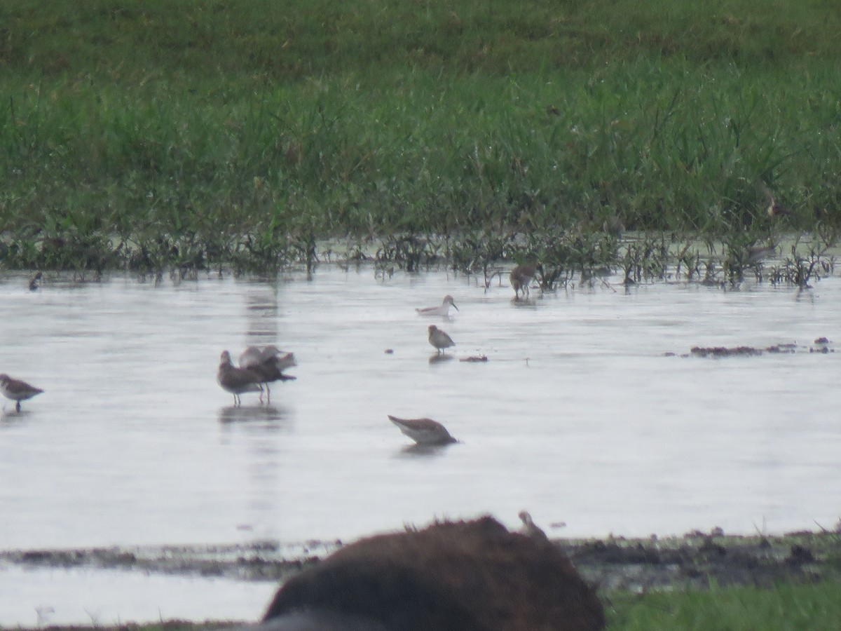 Wilson's Phalarope - Guiller Mina