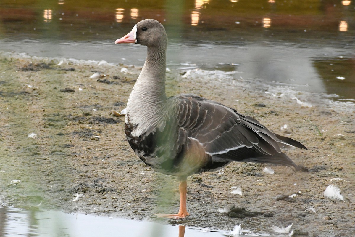 Greater White-fronted Goose - ML608482090