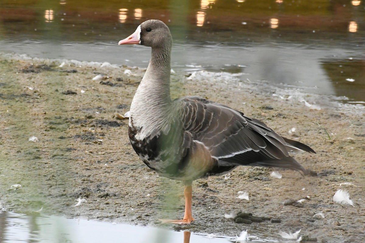 Antzara muturzuria - ML608482090