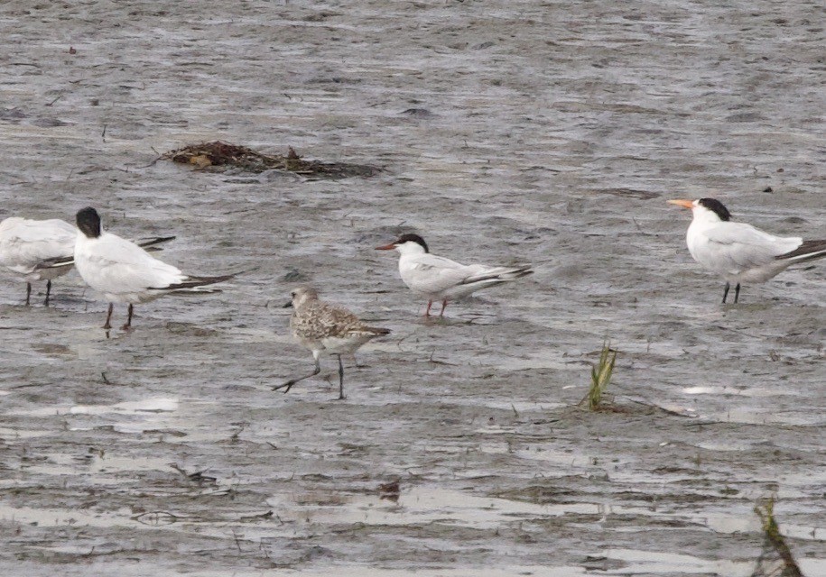 Common Tern - John Bruin