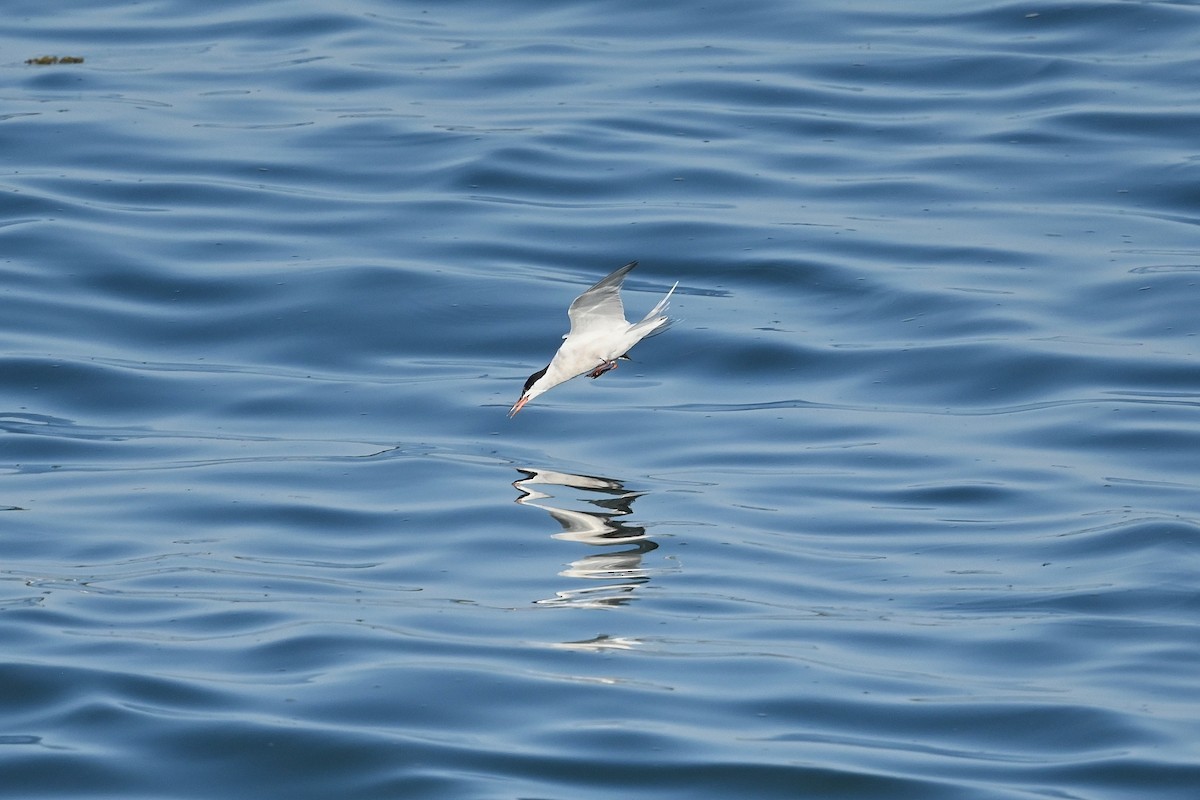 Common Tern - ML608482161