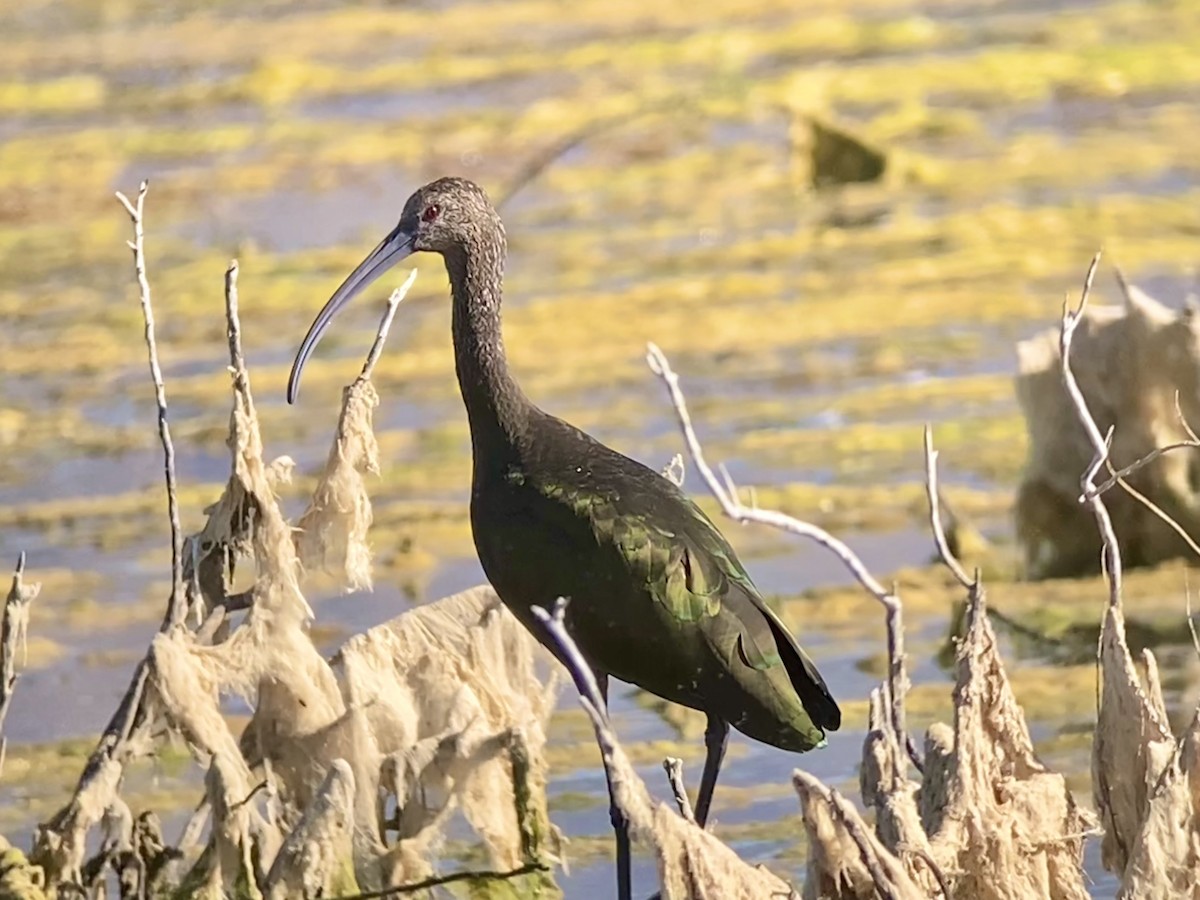White-faced Ibis - Iva Maurin