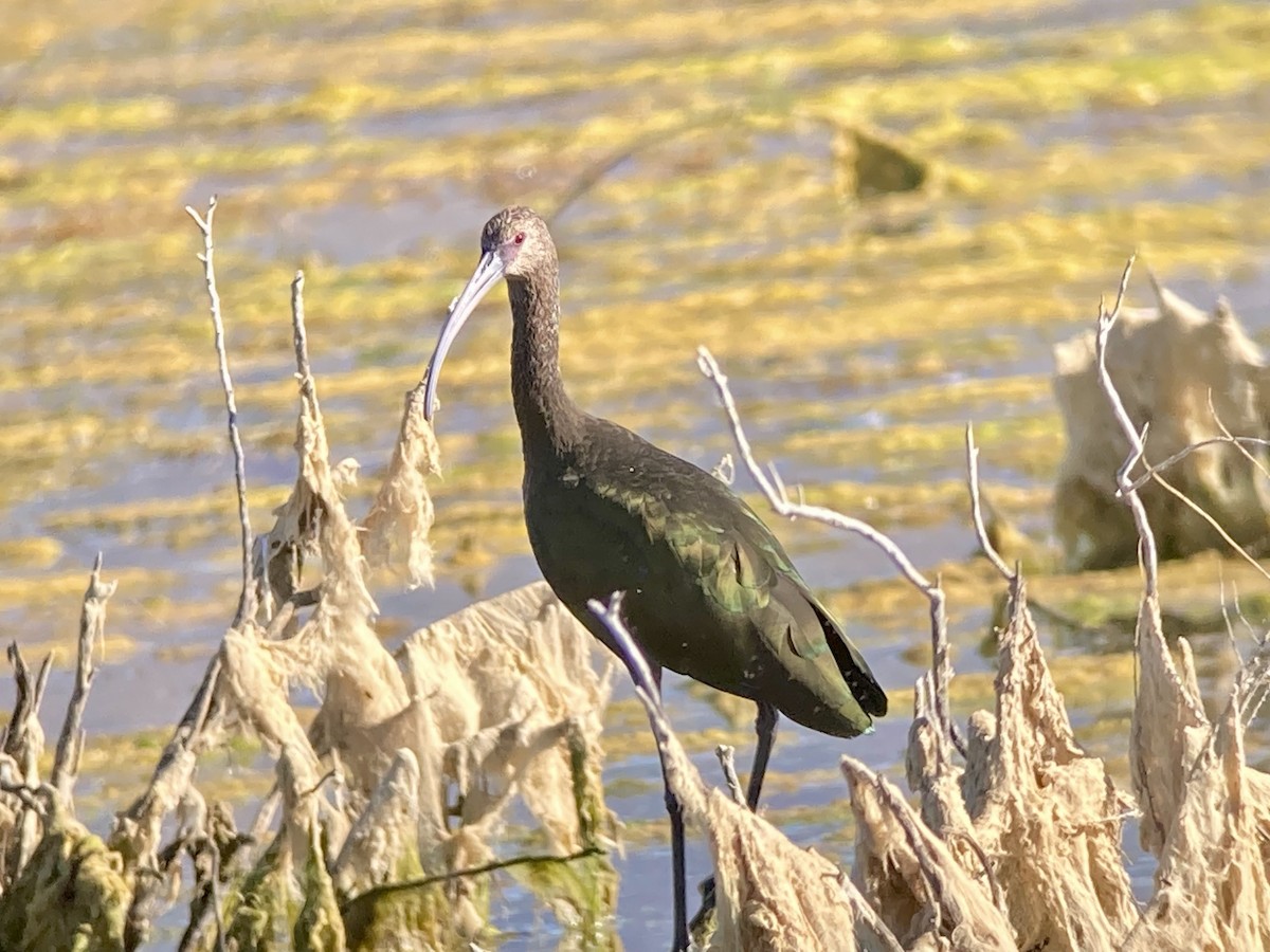 White-faced Ibis - ML608482222