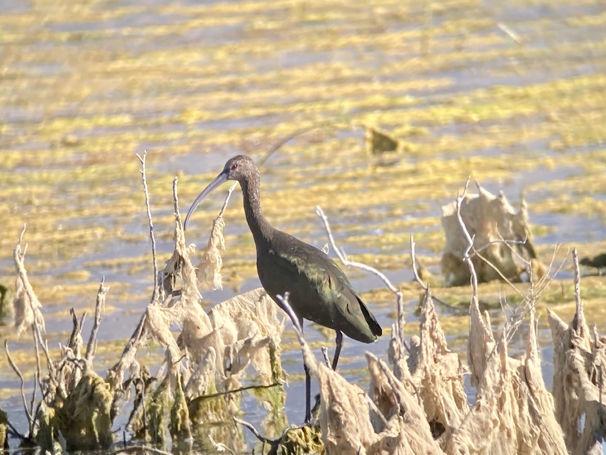 Ibis à face blanche - ML608482223