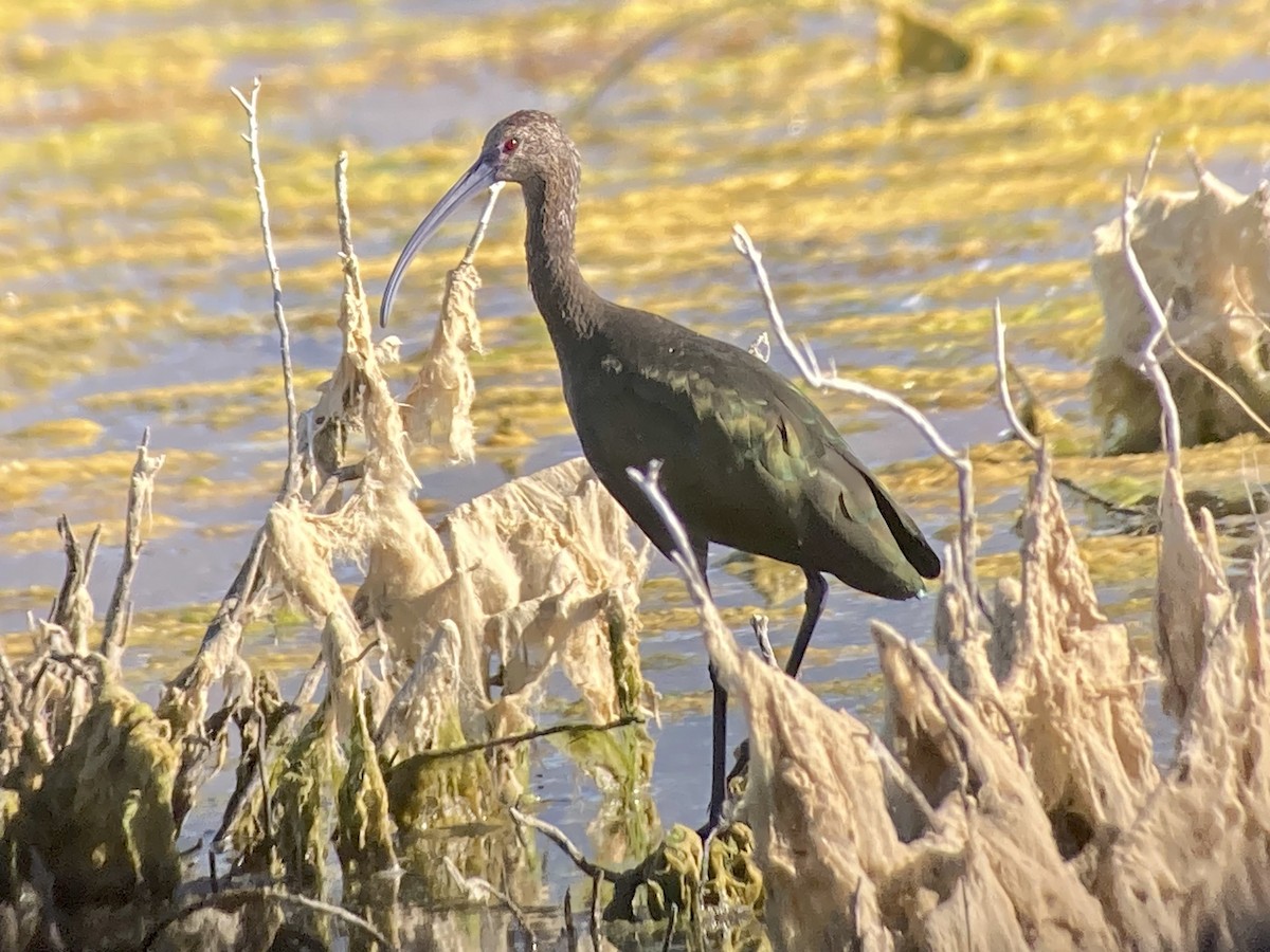 White-faced Ibis - Iva Maurin