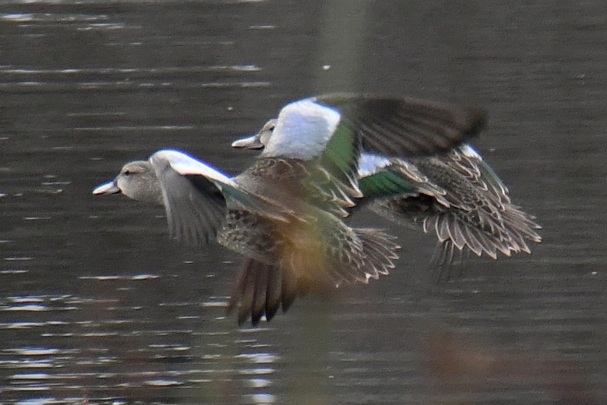 Blue-winged Teal - ML608482246