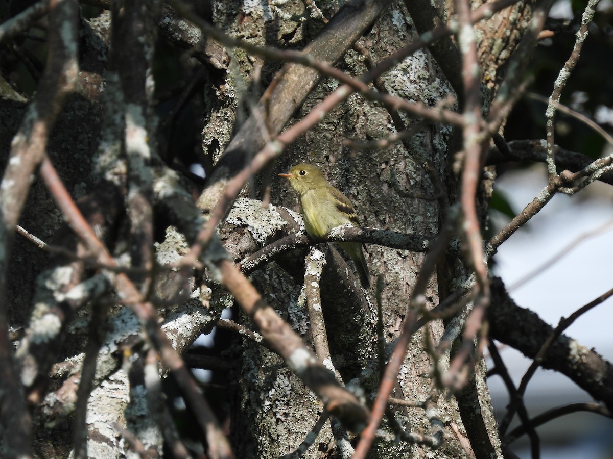 Yellow-bellied Flycatcher - pauline rousseau