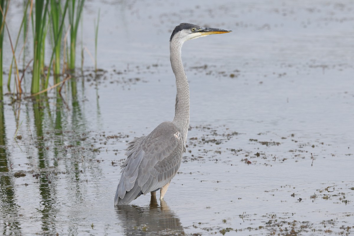 Great Blue Heron - ML608482272