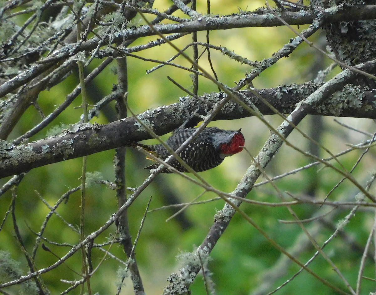 Cardinal Woodpecker - ML608482274