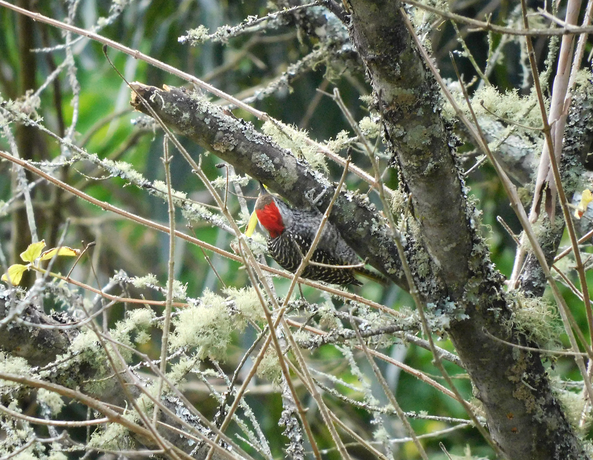 Cardinal Woodpecker - ML608482275