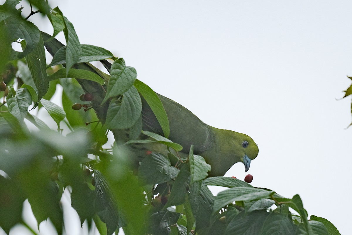 White-bellied Green-Pigeon - ML608482315