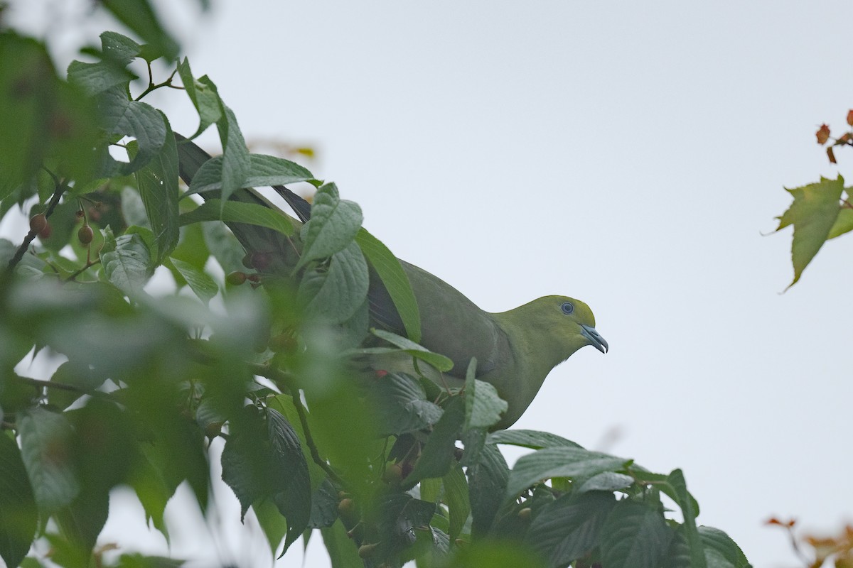 White-bellied Green-Pigeon - ML608482316