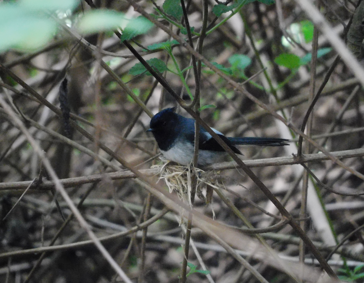 African Crested Flycatcher - ML608482345