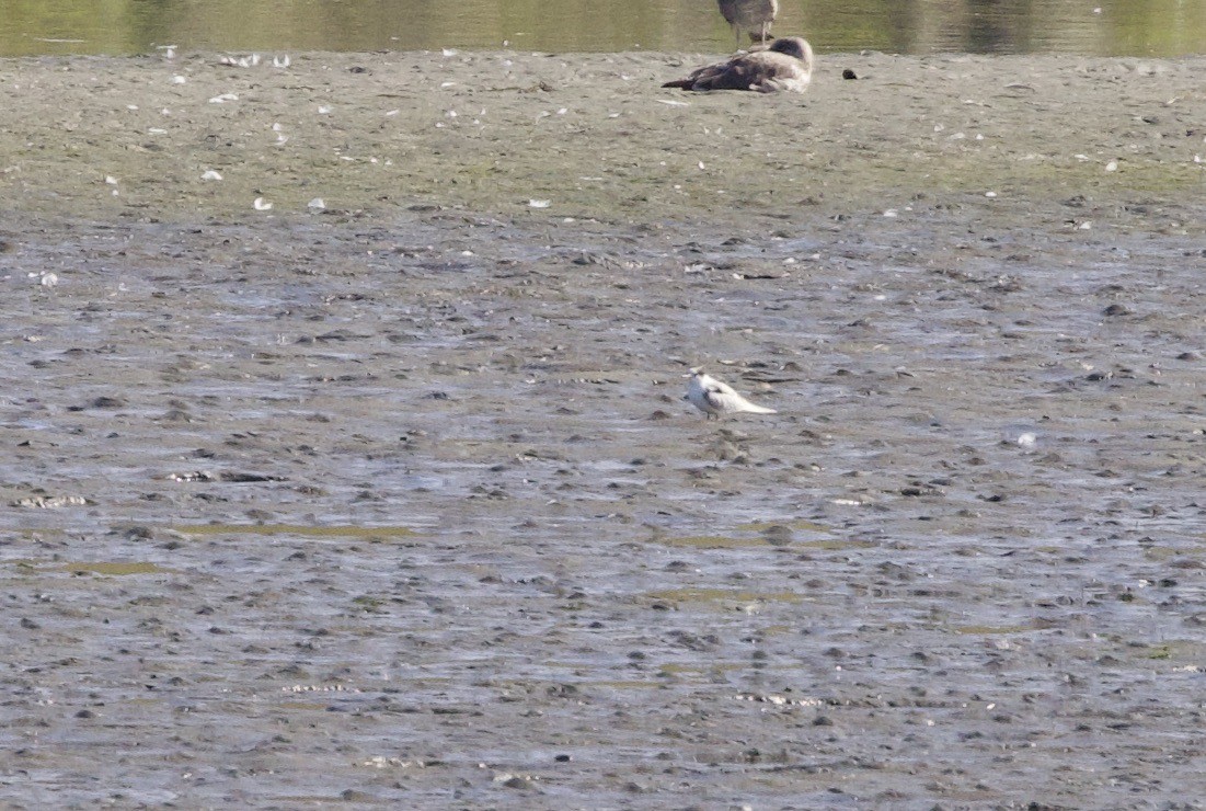 Common Tern - ML608482370