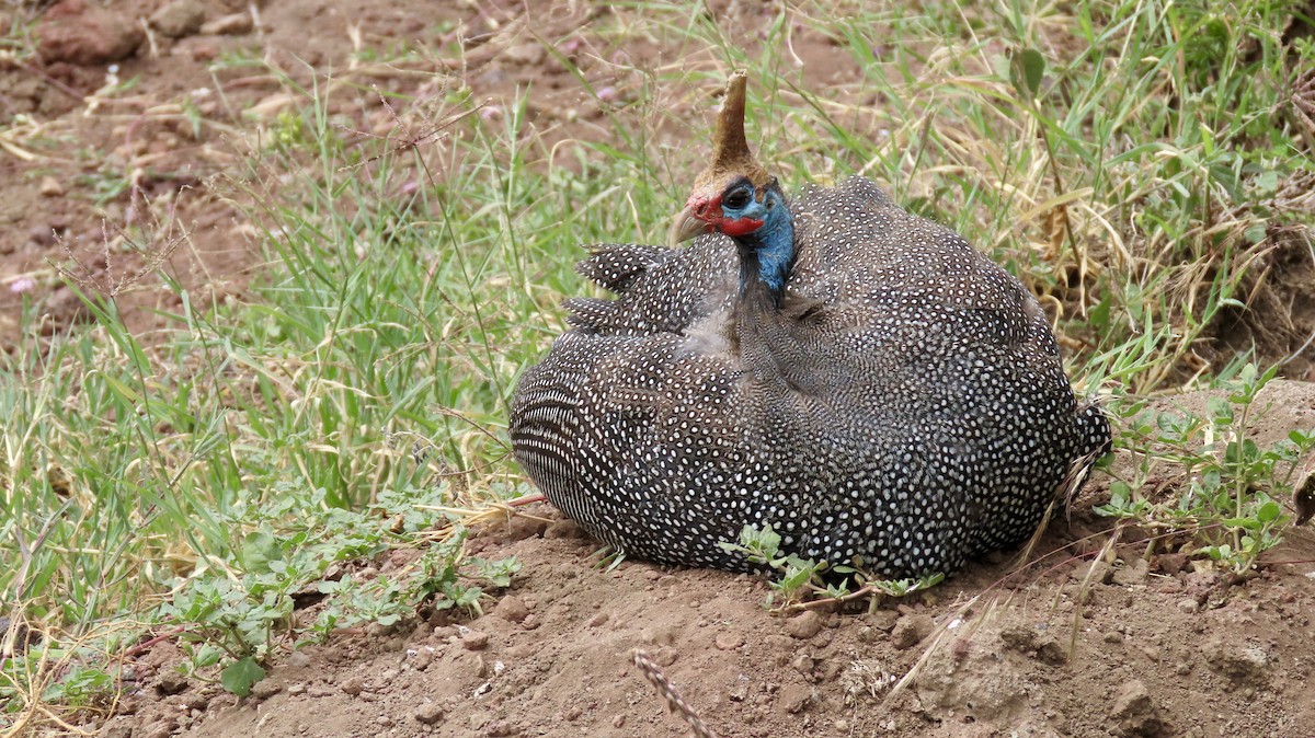 Helmeted Guineafowl - Becky Flanigan