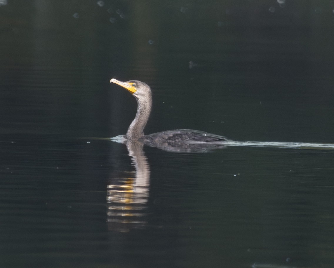 Cormoran à aigrettes - ML608482414