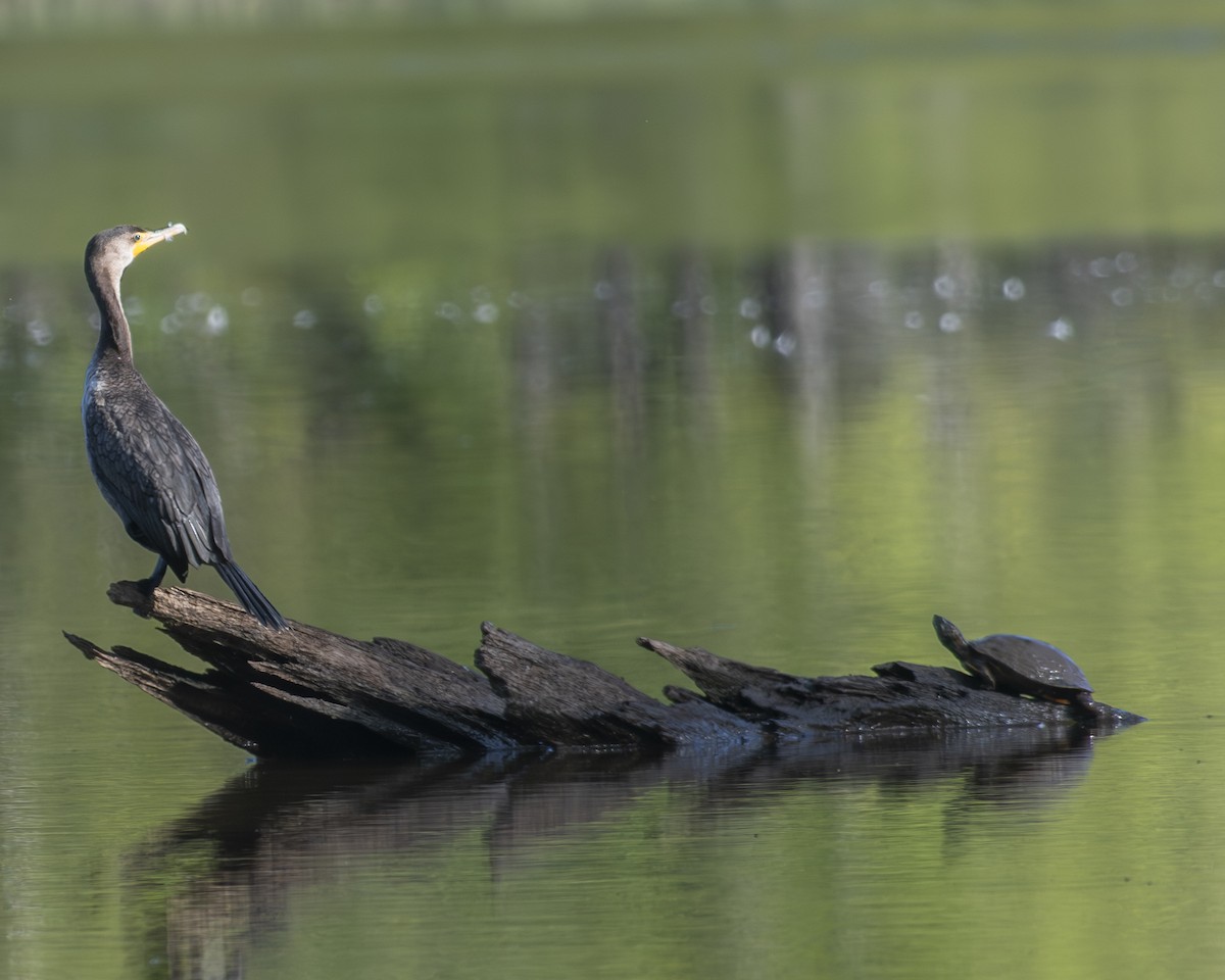 Cormoran à aigrettes - ML608482415