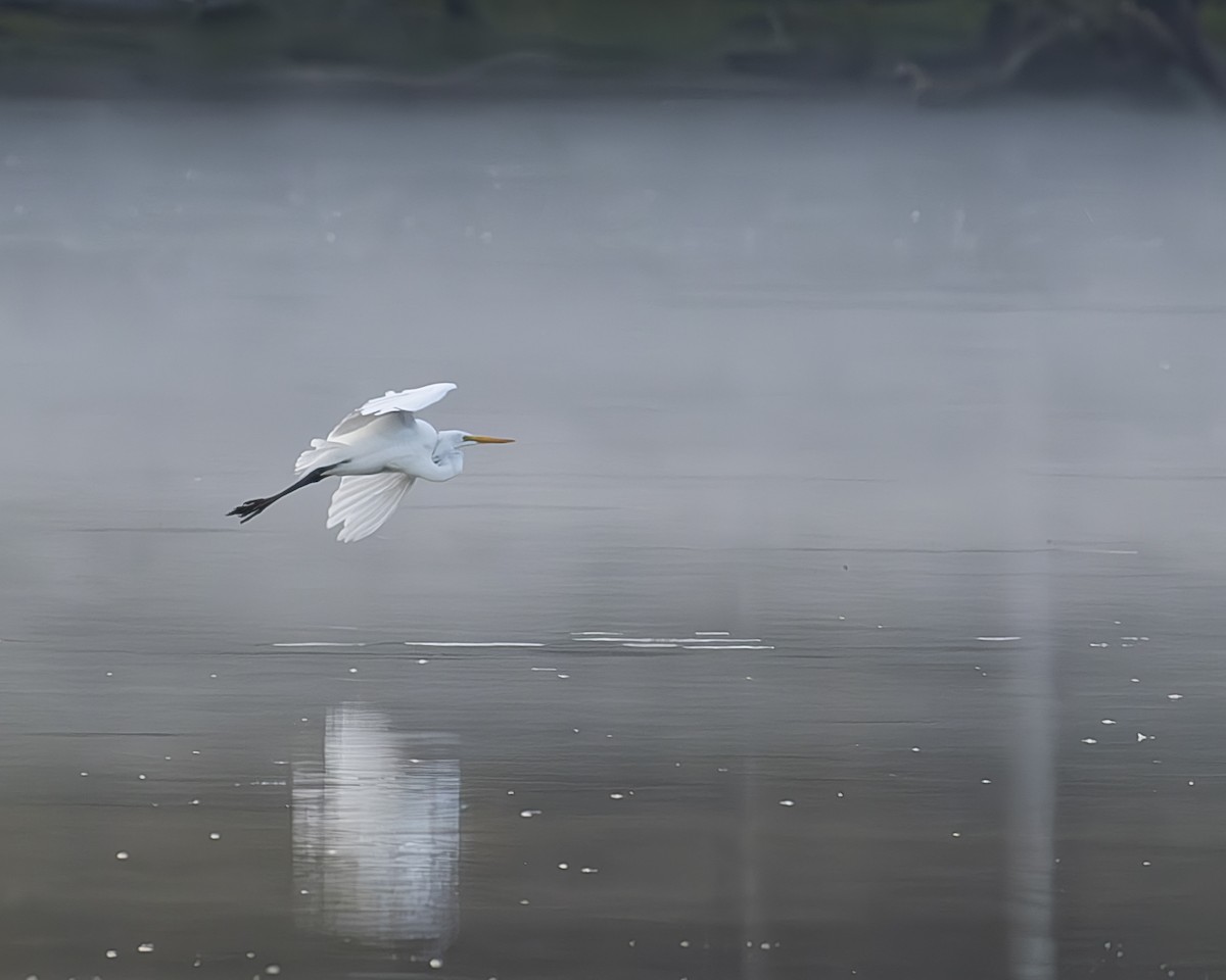 Great Egret - ML608482431