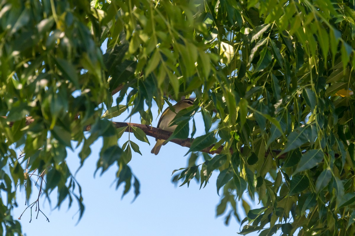 rødøyevireo - ML608482460