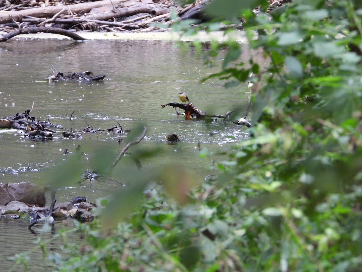 Gray Wagtail - ML608482472