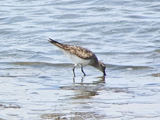 White-rumped Sandpiper - ML608482474