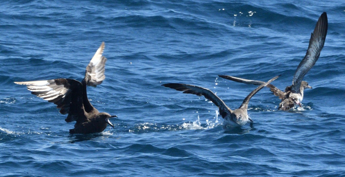 South Polar Skua - ML608482499