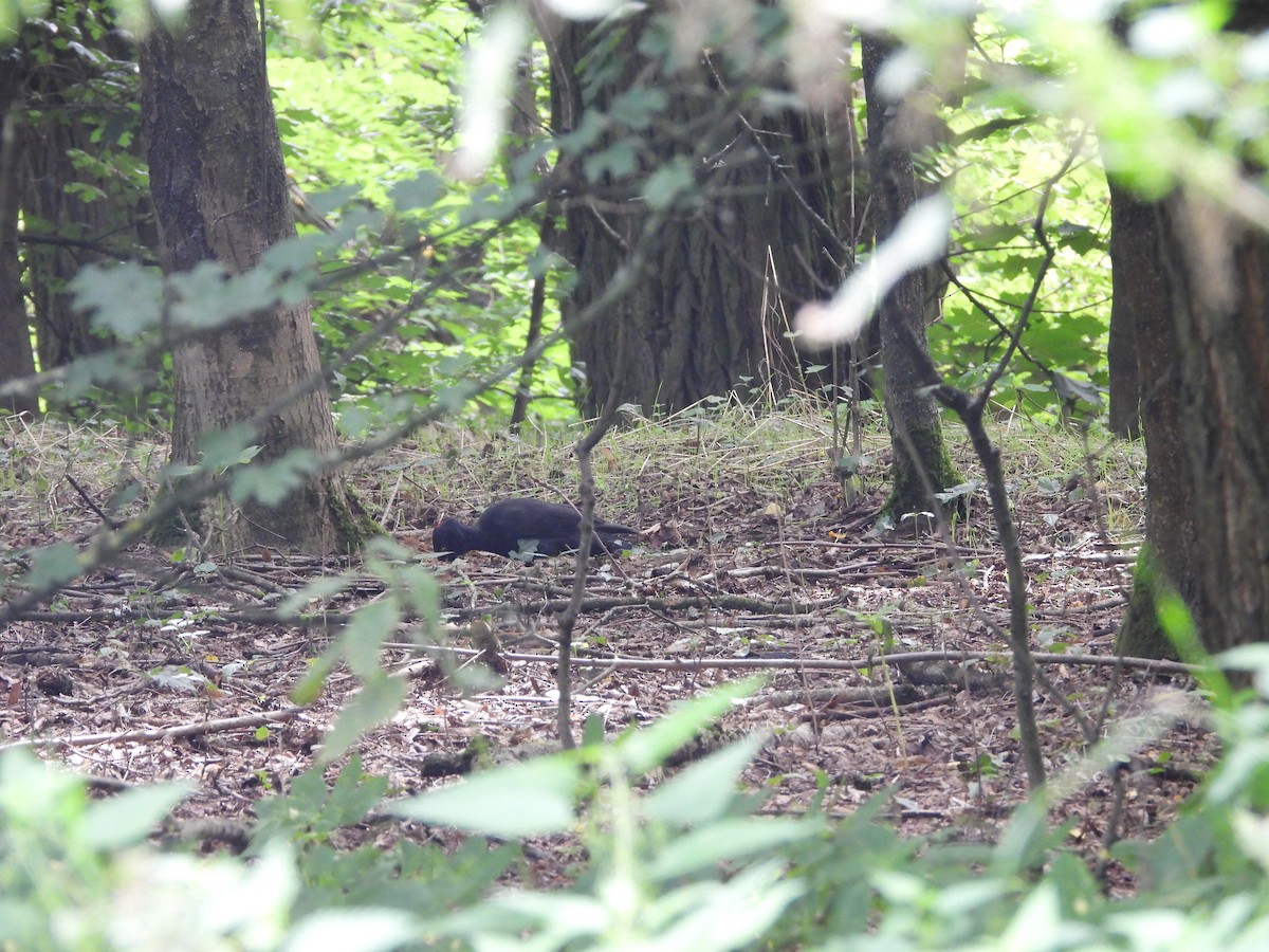 Black Woodpecker - ML608482500