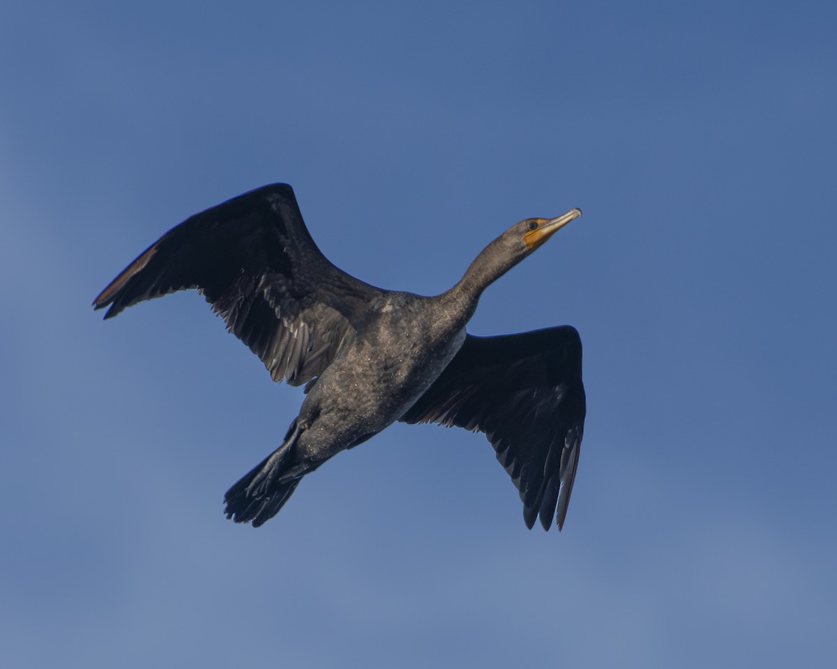 Double-crested Cormorant - ML608482517