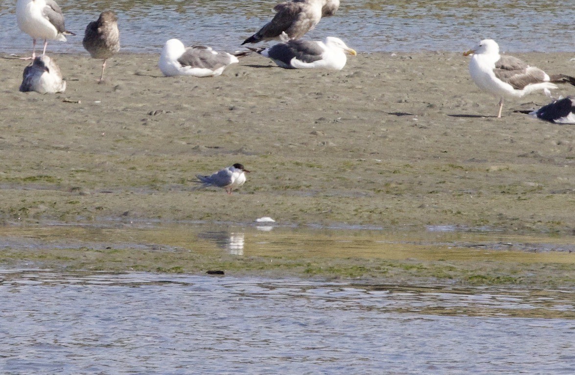 Common Tern - ML608482526