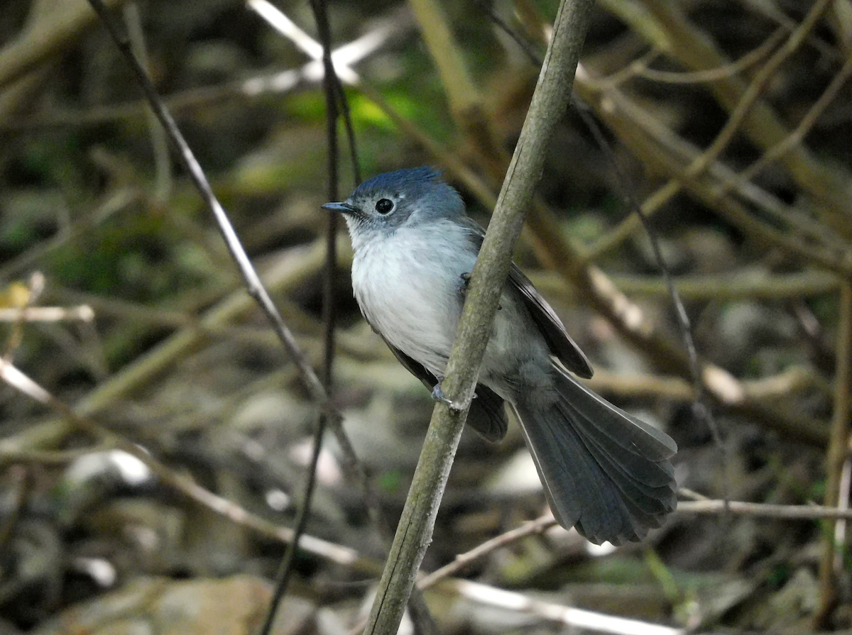 African Crested Flycatcher - ML608482549