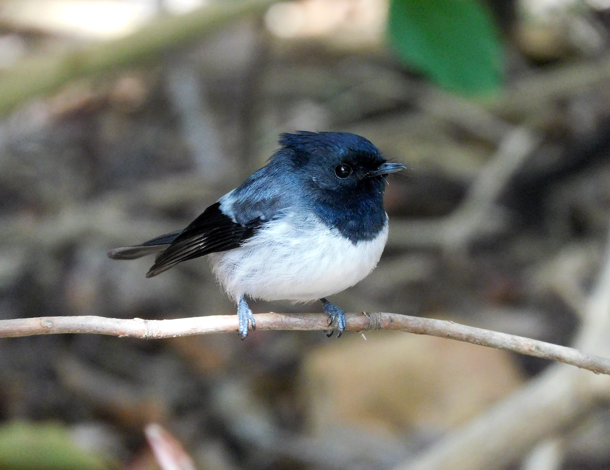 African Crested Flycatcher - Zoë Lunau