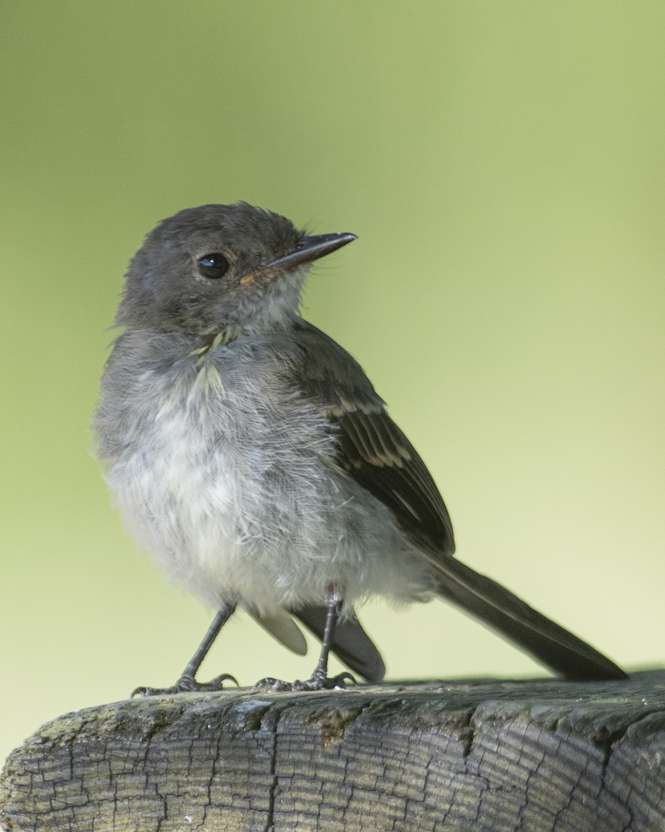 Eastern Phoebe - ML608482567