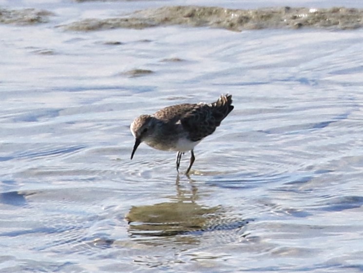 Weißbürzel-Strandläufer - ML608482574