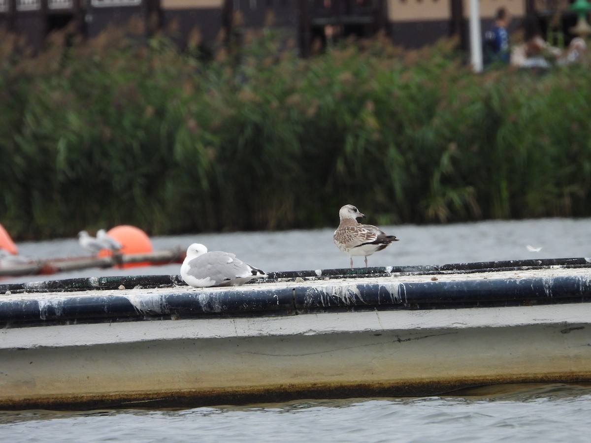 Common Gull - ML608482614