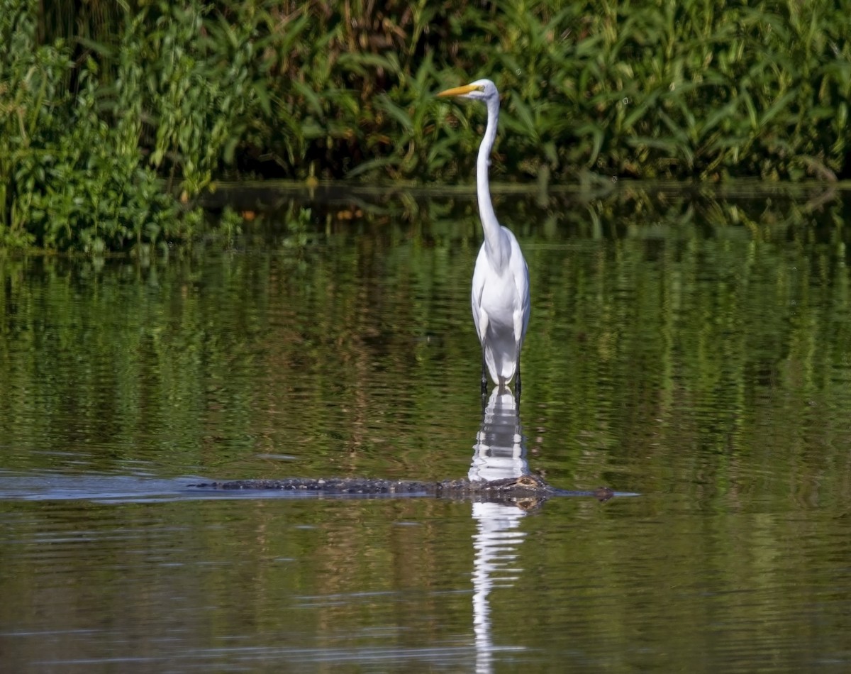 Great Egret - ML608482662