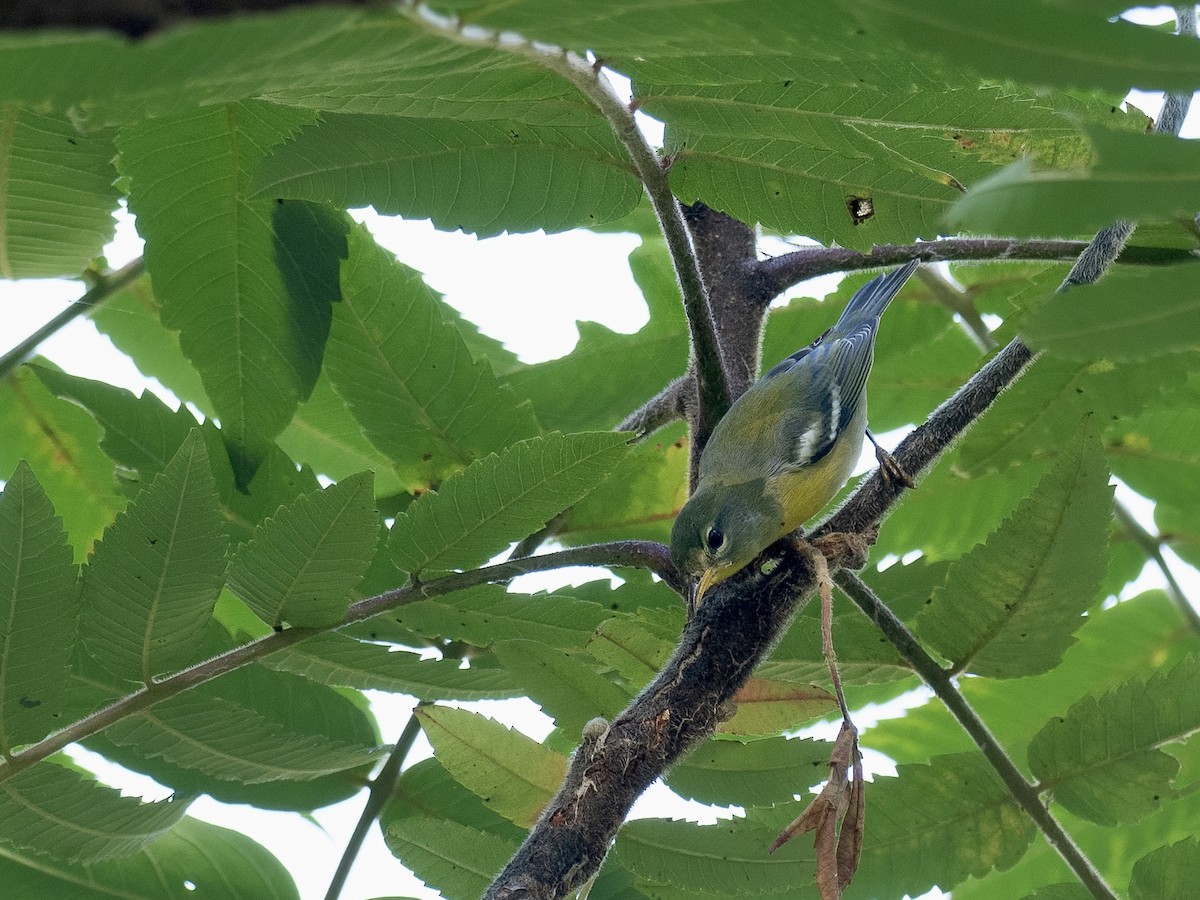 Northern Parula - ML608482701