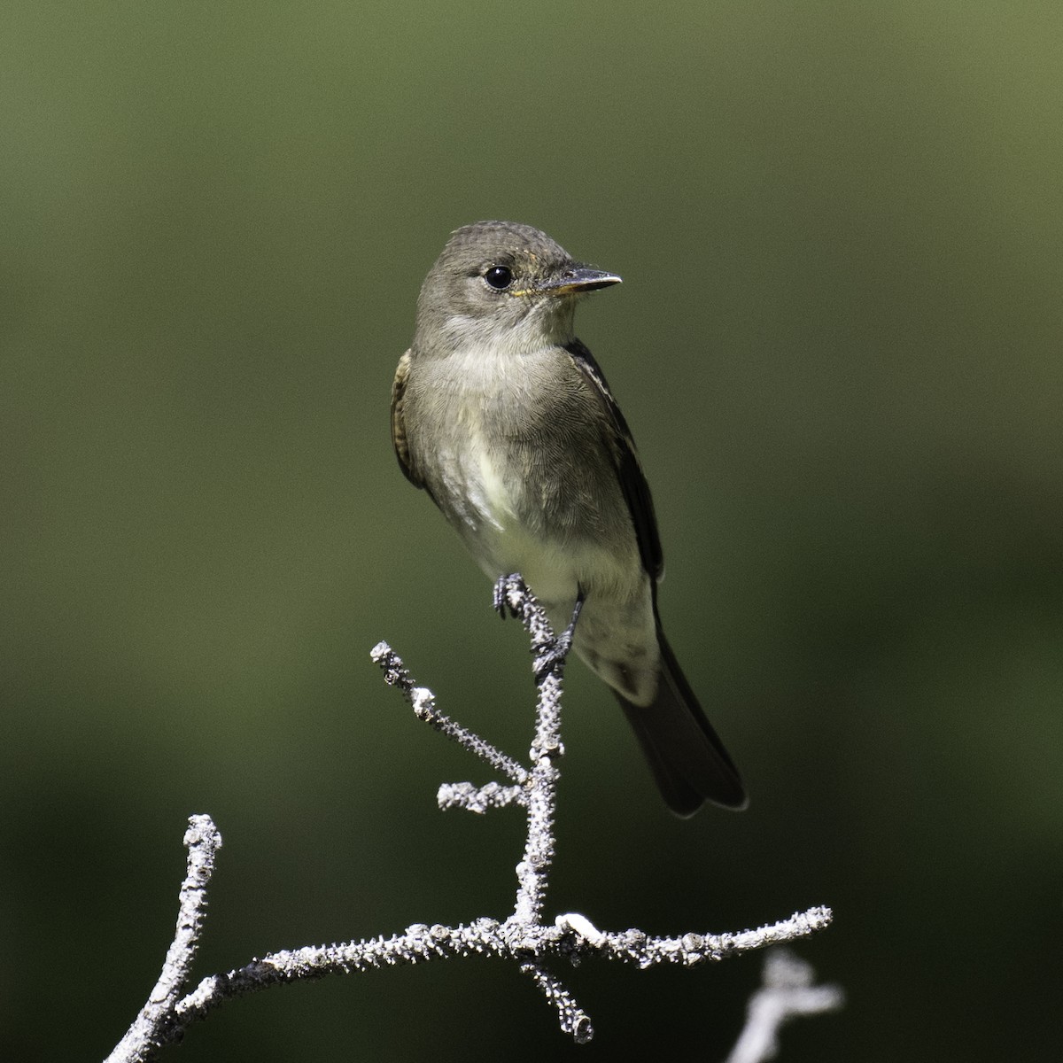 Western Wood-Pewee - ML608482806