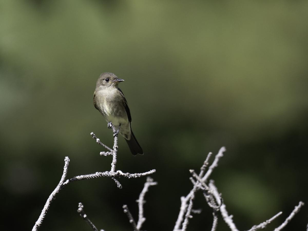 Western Wood-Pewee - ML608482810