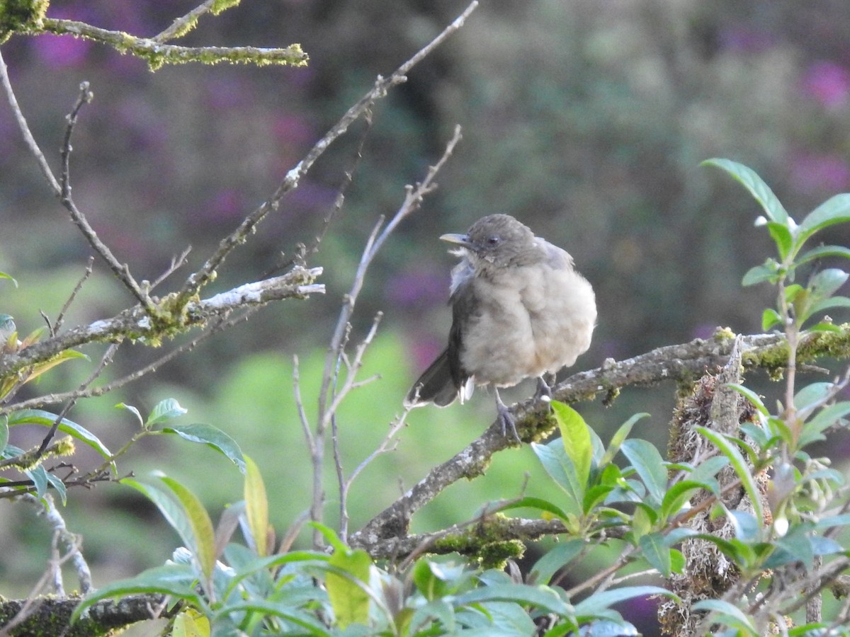 Clay-colored Thrush - ML608482826