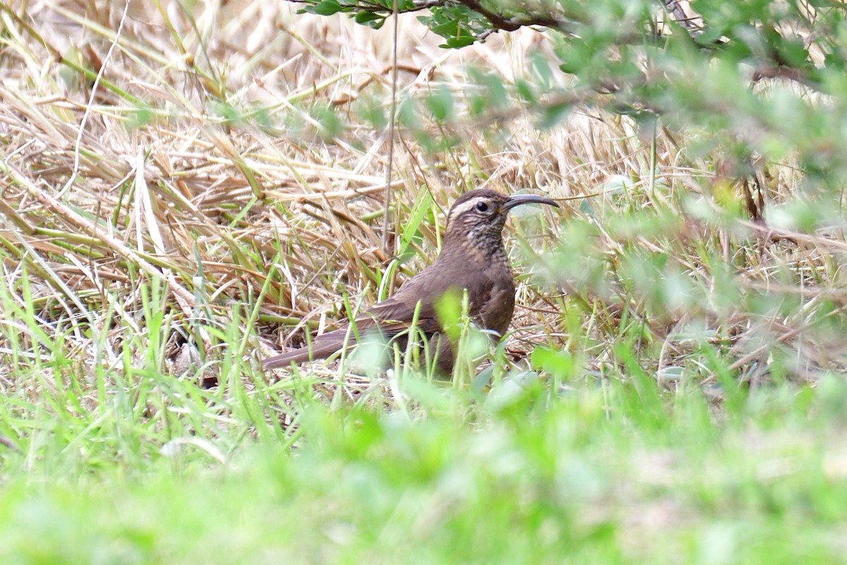 Patagonian Forest Earthcreeper - ML608482851