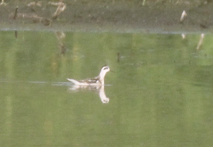 Red-necked Phalarope - ML608482855