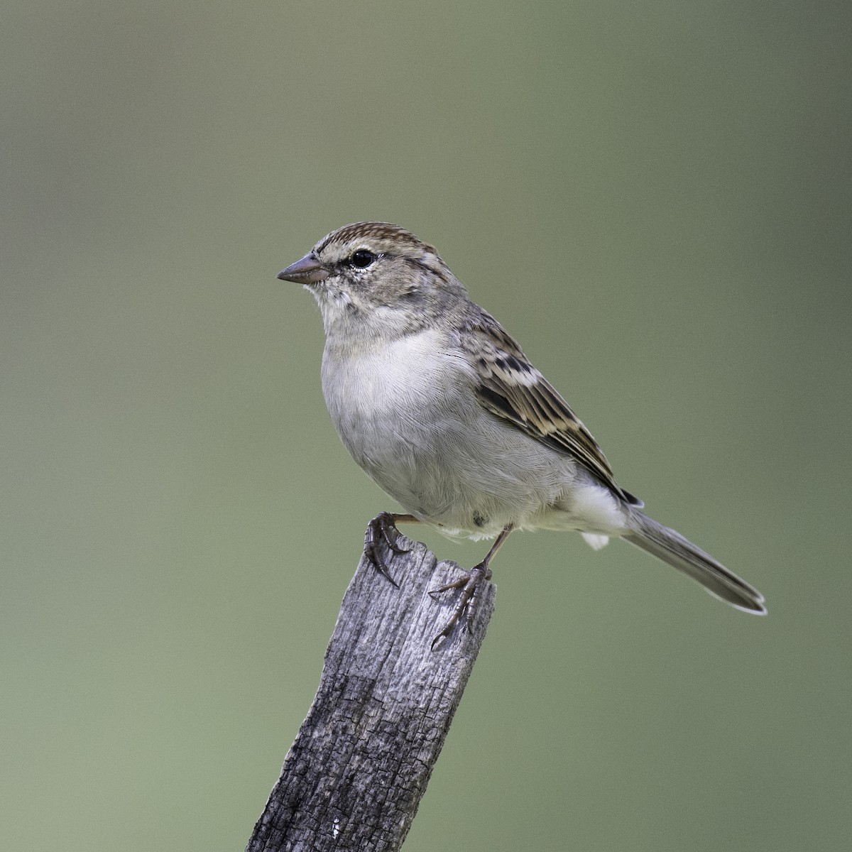 Chipping Sparrow - Neil Rucker