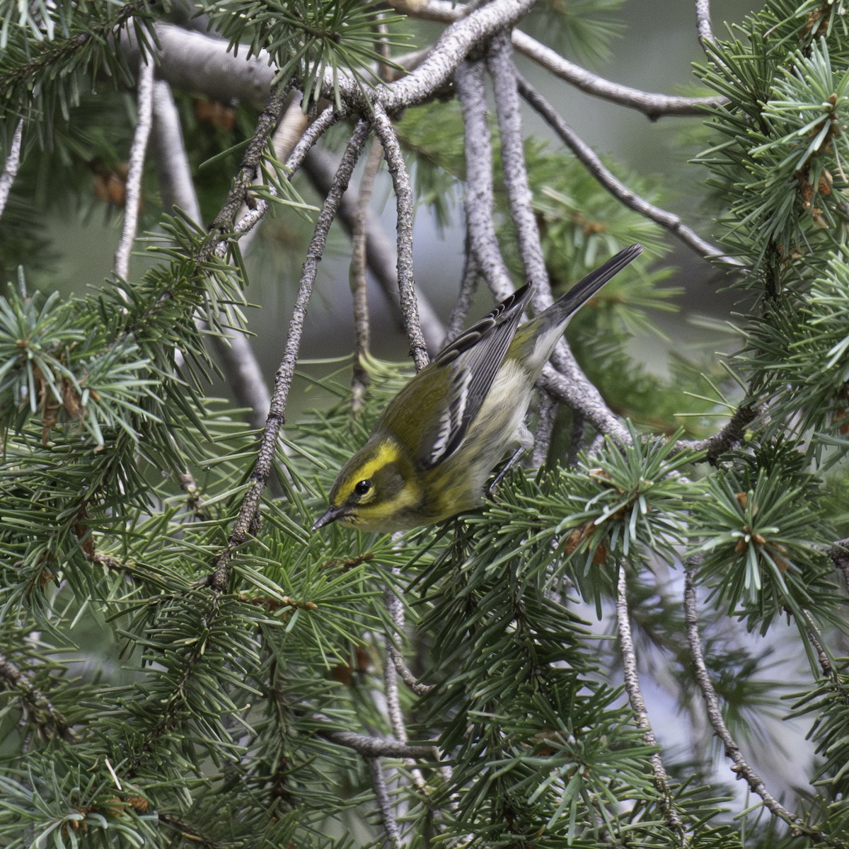 Townsend's Warbler - ML608482962