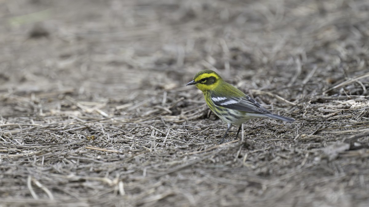 Townsend's Warbler - ML608482963